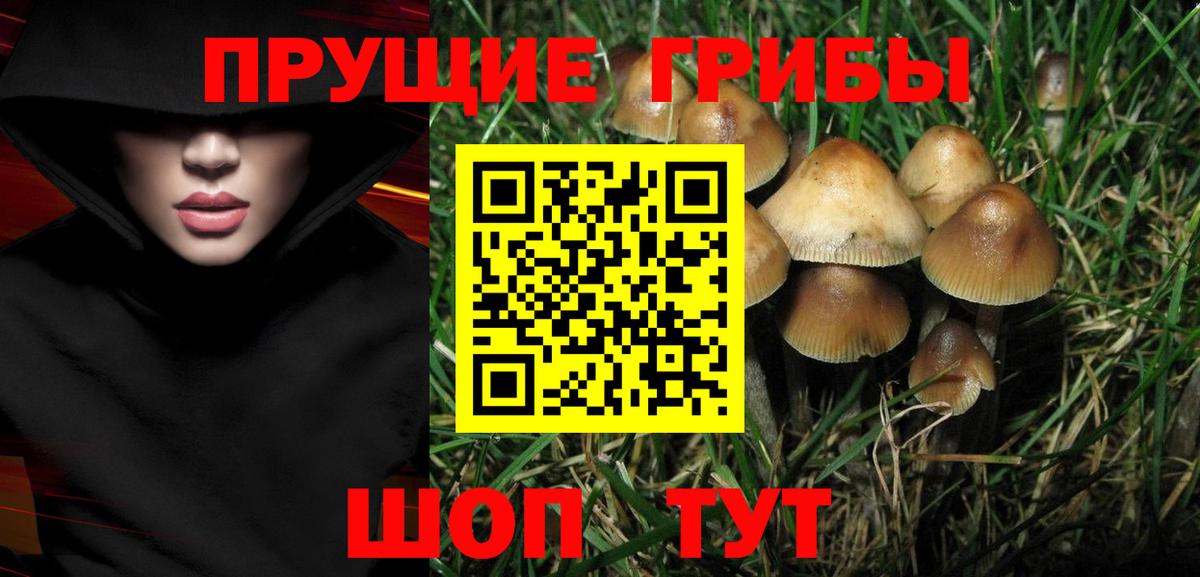 Шадринск  Галлюциногенные грибы Cubensis  Вход с VPN 